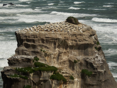 Gannet Colony 4