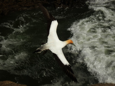 Flying Gannet 1