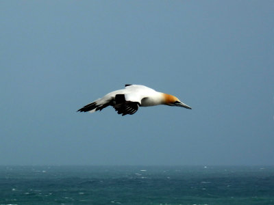Flying Gannet 2