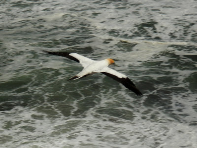 Flying Gannet 3