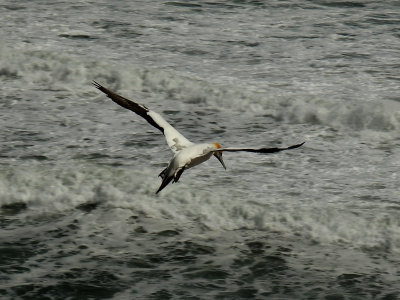 Flying Gannet 4