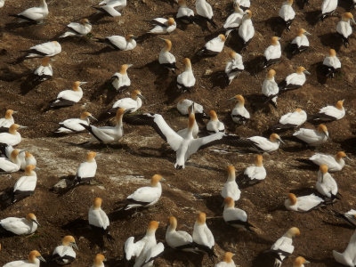 Gannet Colony 8
