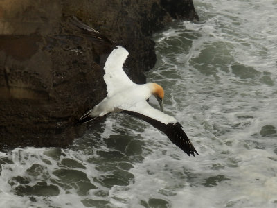 Flying Gannet 5