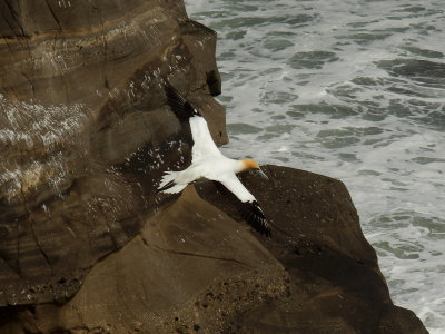 Flying Gannet 6