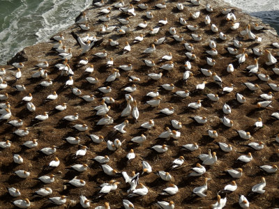 Gannet Colony 9