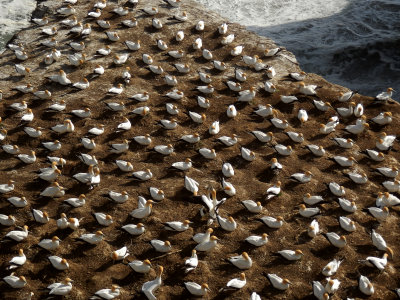 Gannet Colony 10