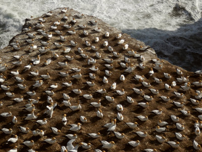 Gannet Colony 12