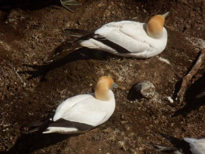 Two Gannets