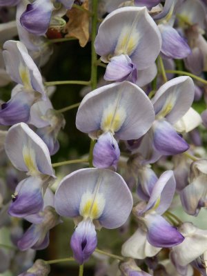 Wisteria 4