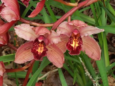 Orchid 1