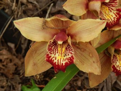 Orchid 2