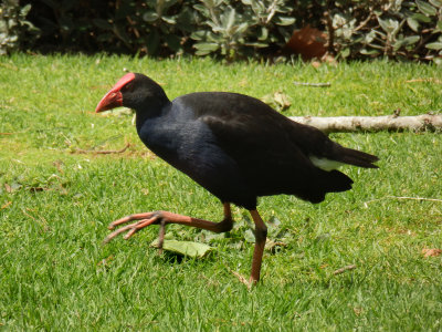 Pukeko 2