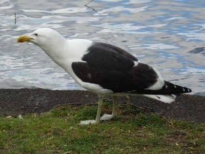 Blackbacked Gull 1