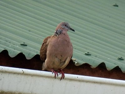 Spotted Dove