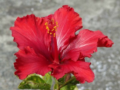 Red Hibiscus 1