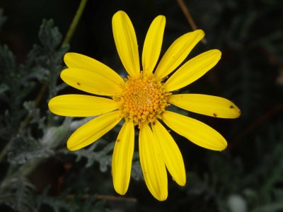 Yellow Daisy