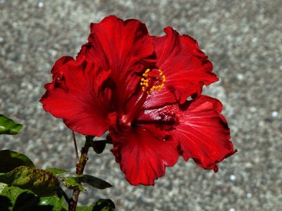 Red Hibiscus 2