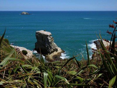 Gannet Colony 1