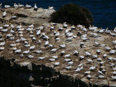Motutara Island 2