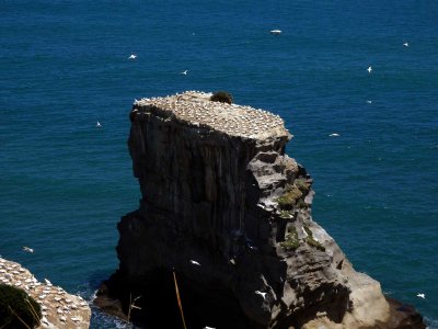 Motutara Island 3