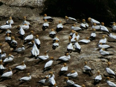 Motutara Island 4