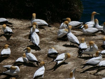 Motutara Island 5