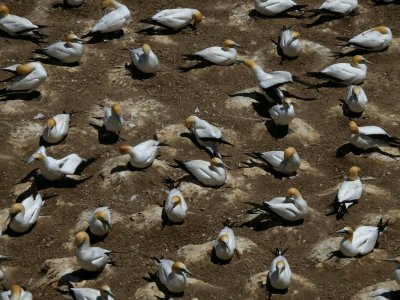 Gannet Colony 2