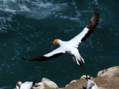 Gannet In Flight 1