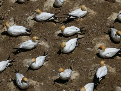 Gannets 1