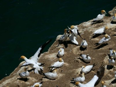 Gannets 2