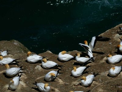 Gannets 3