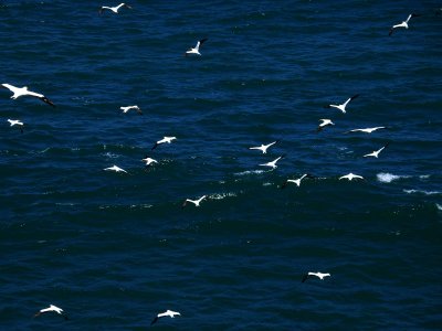 Gannets In Flight 1