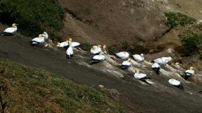 Gannets 4