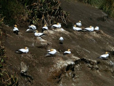 Gannets 5