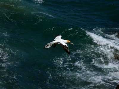 Gannet In Flight 3