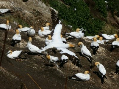 Gannet In Flight 4