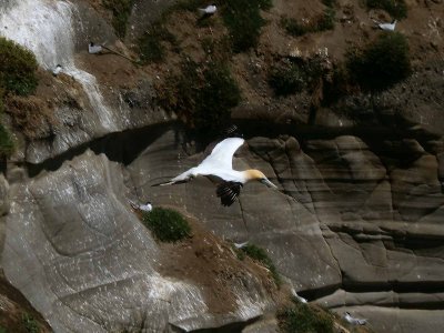 Gannet In Flight 5