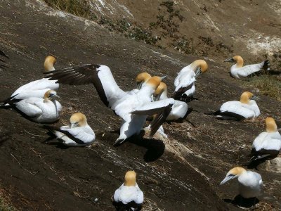 Gannet In Flight 6