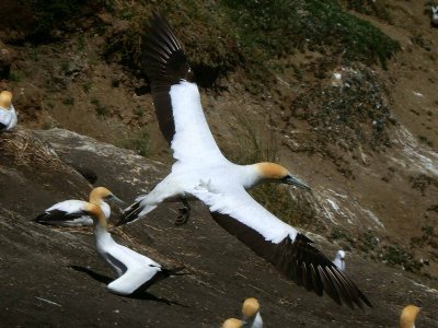 Gannet In Flight 7