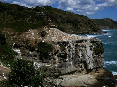 Gannet Colony 3