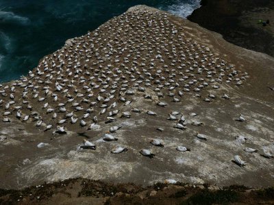 Gannet Colony 4