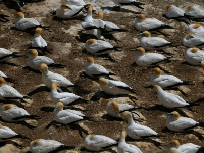 Gannets 6