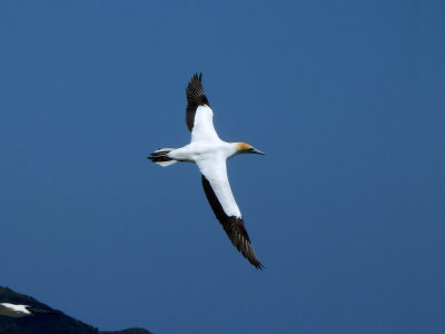 Gannet In Flight 8