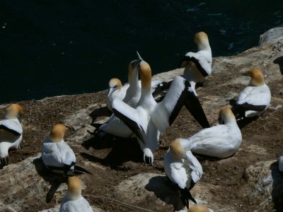 Gannets 7