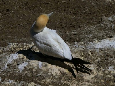 Gannet