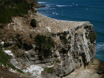 Gannet Colony 5