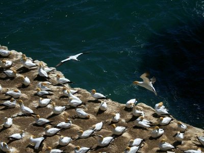 Gannets In Flight 2