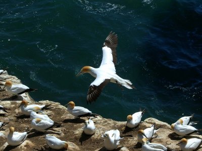 Gannet In Flight 9