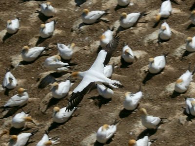 Gannet In Flight 10