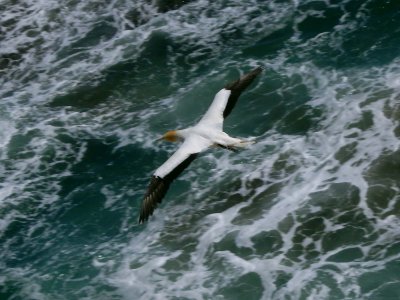 Gannet In Flight 12